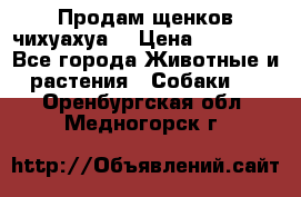 Продам щенков чихуахуа  › Цена ­ 10 000 - Все города Животные и растения » Собаки   . Оренбургская обл.,Медногорск г.